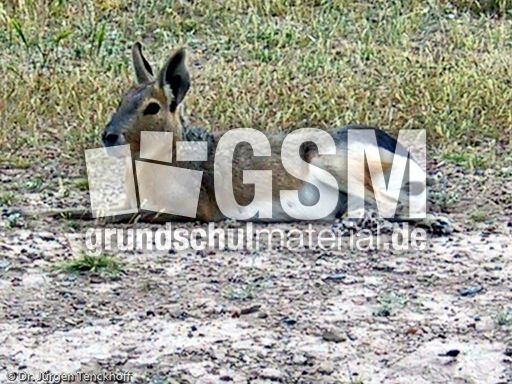 Pampashase (2 von 8).jpg